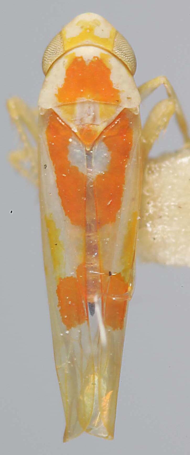 Habitus, dorsal view: !! display not done !! on Zyginama ritana (Beamer, 1934): Habitus (paratype). (Observation).