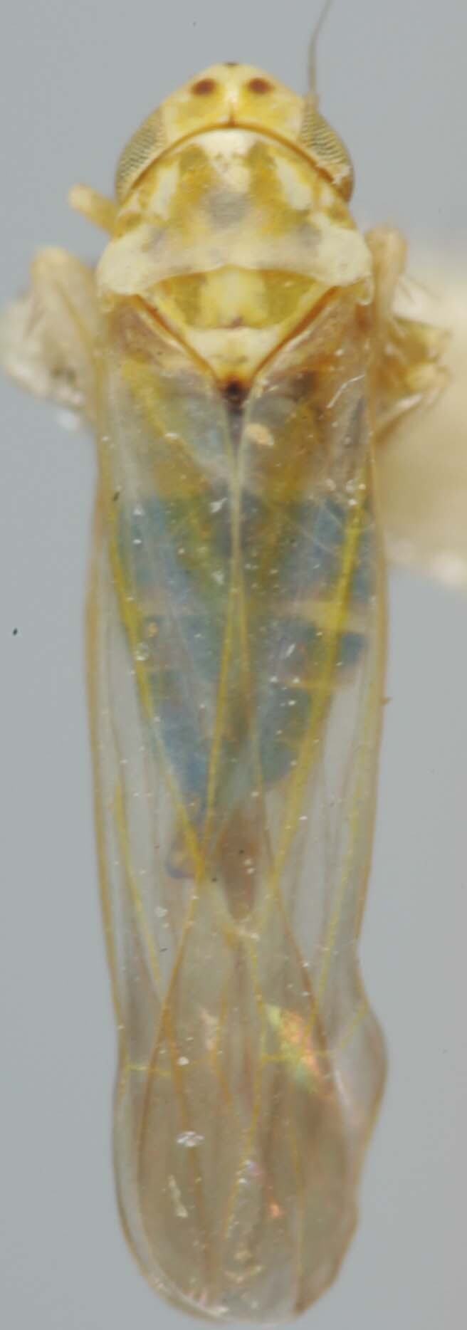 Habitus, dorsal view: !! display not done !! on Zyginama tripunctata (Beamer, 1929): Habitus (paratype). (Observation).