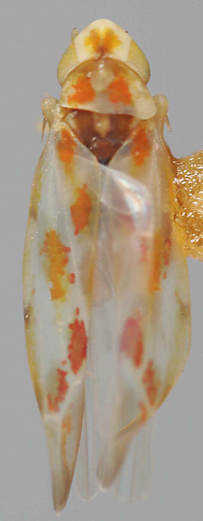 Habitus, dorsal view: !! display not done !! on Zyginama erosa (McAtee, 1924): Habitus (allotype). (Observation).