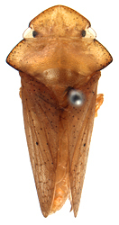 Habitus, dorsal view: !! display not done !! on Tituria Stål, 1865: Tituria antica. (Observation).