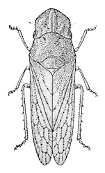 Habitus, dorsal view: !! display not done !! on Arenoledra Kuoh, 1992: Arenoledra nigrimaculata. (Observation).