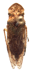 Habitus, dorsal view: Funkikonia tuberculata. (Observation).