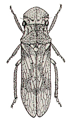 Habitus, dorsal view: Kuohledra kuohi. (Observation).
