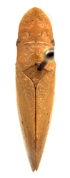 Habitus, dorsal view: Petalocephala bohemani. (Observation).