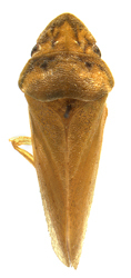 Habitus, dorsal view: !! display not done !! on Thlasia Germar, 1836: Thlasia brunipennis (female). (Observation).
