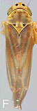 Habitus, dorsal view: !! display not done !! on Neozygina huachucana (Beamer, 1934): Habitus. (Observation).