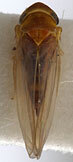 Habitus, dorsal view: !! display not done !! on Zyginopsis Ramakrishnan & Menon, 1973: Habitus (paratype of Z. horizontalis Dwor., USNM collection). (Observation).