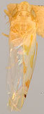 Habitus, dorsal view: Habitus (holotype, INHS collection). (Observation).