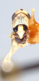 Habitus, dorsal view: Habitus (holotype of Bakera nigroscuta Mahmood, USNM collection). (Observation).