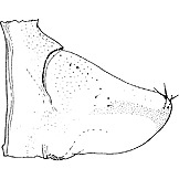 Pygofer, lateral view: !! display not done !! on Alebrasca expansa (Dworakowska, 1995): pygofer or process. (Observation).