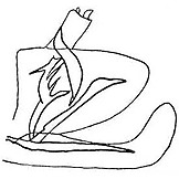 Pygofer, lateral view: Genital capsule, lateral view. (Observation).