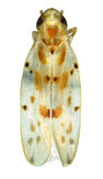 Habitus, dorsal view: Habitus (D. falcata), photo by Cao Y. (Observation).