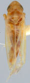 Habitus, dorsal view: !! display not done !! on Asianidia asiatica (Kusnezov, 1932): Habitus (A. asiatica Kusn., USNM collection). (Observation).