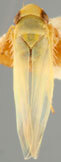Habitus, dorsal view: !! display not done !! on Asianidia Zakhvatkin, 1946: Habitus (A. atlantica China). (Observation).