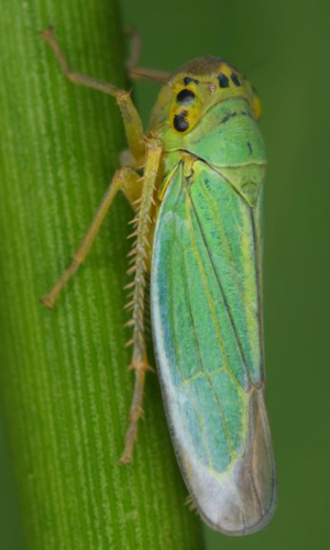 Habitus, dorsal view: !! display not done !! on Cicadella Latreille, 1817: Cicadella viridis @ Austria, by Gernot Kunz. (Observation).