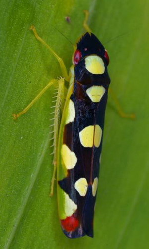 Habitus, dorsal view: !! display not done !! on Baleja Melichar, 1926: Baleja flavoguttata @ Costa Rica, by Gernot Kunz. (Observation).
