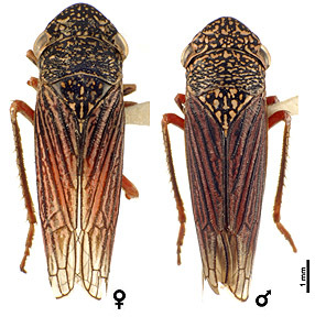 Habitus, dorsal view: Guatemala, Antigua, USNM. (Observation).