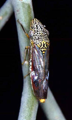 Habitus, dorsal view: !! display not done !! on Homalodisca Stål, 1869: Homalodisca liturata @ U.S.A., by R. Rakitov. (Observation).