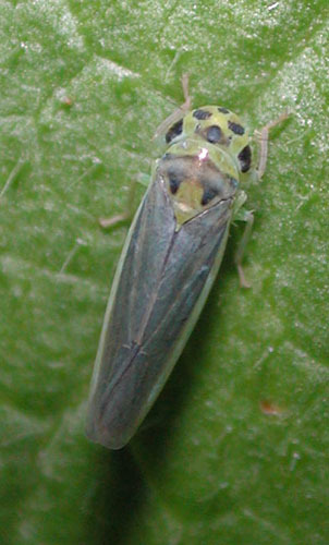 Habitus, dorsal view: !! display not done !! on Kolla Distant, 1908: Kolla sp. @ Taiwan, by D. M. Takiya. (Observation).