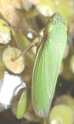 Habitus, dorsal view: !! display not done !! on Helochara Fitch, 1851: Helochara communis @ Canada, by Steve Marshall. (Observation).
