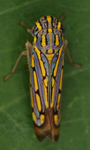 Habitus, dorsal view: !! display not done !! on Apogonalia Evans, 1947: Apogonalia sp. @ Costa Rica, by Gernot Kunz. (Observation).