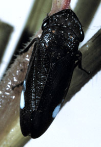 Habitus, dorsal view: <i>Cuerna sayi</i>.<br>Photo: R. Rakitov. (Observation).