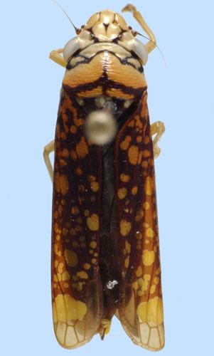 Habitus, dorsal view: female: Aulacizes sp., Brazil, MNRJ. (Observation).;Habitus, dorsal view: female: Aulacizes sp., Brazil, MNRJ. (Observation).