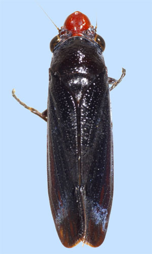 Habitus, dorsal view: female: Aulacizes erythrocephala, Brazil, MNRJ. (Observation).