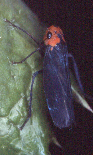 Habitus, dorsal view: !! display not done !! on Atkinsoniella Distant, 1908: Atkinsoniella alternata @ Taiwan, by C. H. Dietrich. (Observation).