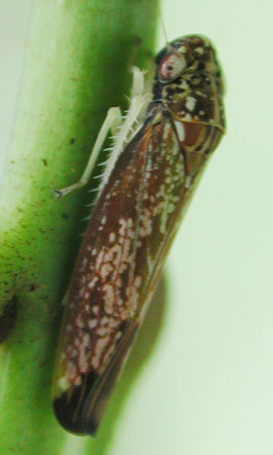 Habitus, dorsal view: Anatkina horishana @ Taiwan, by D. M. Takiya. (Observation).