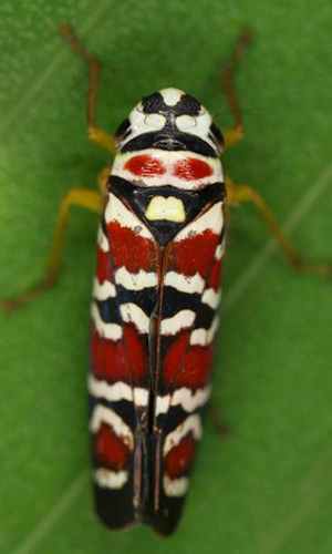Habitus, dorsal view: !! display not done !! on Agrosoma Medler, 1960: Agrosoma sp. @ Costa Rica, by Gernot Kunz. (Observation).