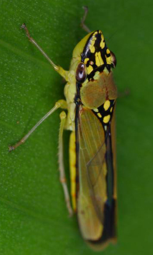 Habitus, dorsal view: Acrogonia sp. @ Costa Rica, by Gernot Kunz. (Observation).
