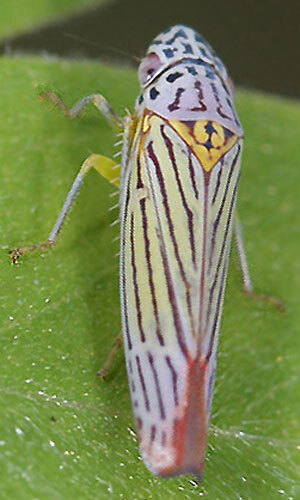 Habitus, dorsal view: !! display not done !! on Graphocephala Van Duzee, 1916: Graphocephala aurora @ U.S.A. (AZ), by Andy Hamilton. (Observation).