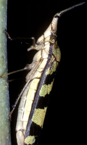 Habitus, dorsal view: !! display not done !! on Raphirhinus Laporte, 1833: Raphirhinus phosphoreus, female @ Ecuador, C. H. Dietrich. (Observation).