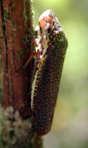 Habitus, dorsal view: !! display not done !! on Paraulacizes Young, 1968: Paraulacizes irrorata @ U.S.A. (KY), by D. M. Takiya. (Observation).