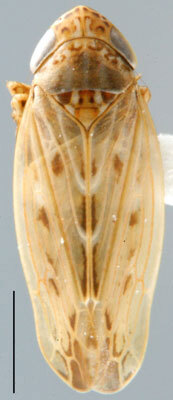 Habitus, dorsal view: Hardya turanica, dorsal habitus (INHS). (Observation).
