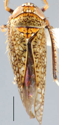 Habitus, dorsal view: !! display not done !! on Orientus DeLong, 1938: Orientus ishidae, dorsal habitus (INHS). (Observation).