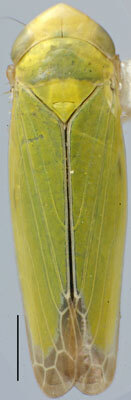 Habitus, dorsal view: Gloridonus (Ballana) caliperus, dorsally (INHS). (Observation).
