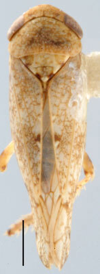 Habitus, dorsal view: Paraphlepsius strobi, dorsal habitus (INHS). (Observation).