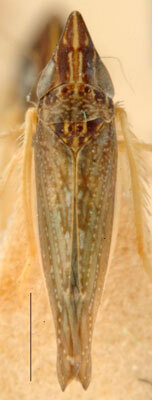 Habitus, dorsal view: !! display not done !! on Proceps acicularis Mulsant & Rey, 1855: Proceps acicularis, dorsally (MNHN). (Observation).