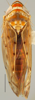 Habitus, dorsal view: Osbornellus auronitens, dorsal habitus (INHS). (Observation).