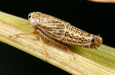 Habitus, dorsal view: Athysanella incongrua (INHS). (Observation).