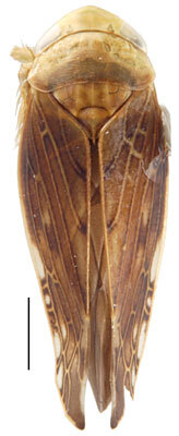 Habitus, dorsal view: !! display not done !! on Acinopterini Oman, 1943: Acinopterus acuminatus, dorsal habitus (INHS). (Observation).