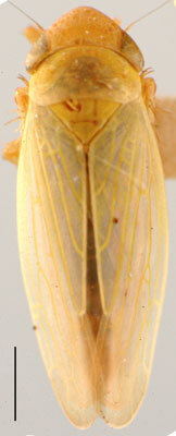 Habitus, dorsal view: Thamnotettix confinis, dorsal habitus (NMNH). (Observation).