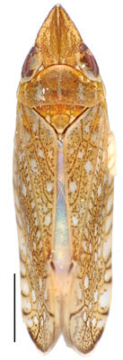 Habitus, dorsal view: Scaphytopius acutus, dorsal habitus (INHS). (Observation).