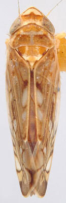 Habitus, dorsal view: Scaphoideus titanus, dorsally (INHS). (Observation).