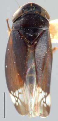Habitus, dorsal view: !! display not done !! on Nigridonus illumina (Ball, 1909): Nigridonus illumina, dorsal habitus (NMNH). (Observation).
