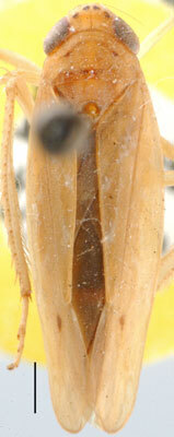Habitus, dorsal view: Abrus wuyiensis, dorsally (BMNH). (Observation).