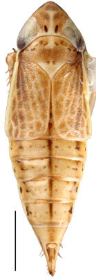Habitus, dorsal view: Doratulina dmitrievi, female, dorsal habitus (INHS). (Observation).