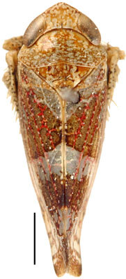 Habitus, dorsal view: !! display not done !! on Stegelytrini Baker, 1915: Stegelytra putoni, dorsal habitus (NCSU). (Observation).